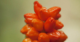 Аронник толбо