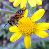 Цэцгэн дээрх зөгий