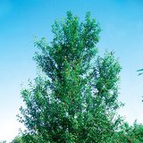 Чавганы мод