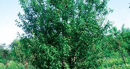 Чавганы мод