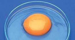 Өндөгний бүрдэл хэсгүүд