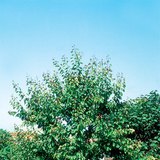 Чангаанзны мод