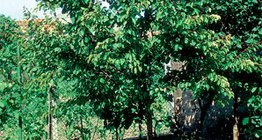 Чангаанзны мод