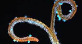 Багваахай цэцгийн хэсэг цэцгийн тоосны хамт