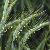 Улаан буудай