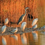 Үүрийн туяанд усанд орж буй усны шувуу