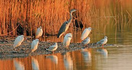 Үүрийн туяанд усанд орж буй усны шувуу