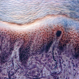 Хүний хурууны арьсны рецептор бүхий хөндлөн огтлол