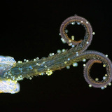 Багваахай цэцгийг бүрдүүлэх олон жижиг цэцгийн нэг нь (UV гэрэлд)