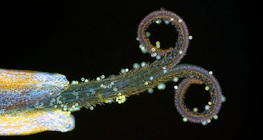 Багваахай цэцгийг бүрдүүлэх олон жижиг цэцгийн нэг нь (UV гэрэлд)