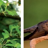 Алтан гургалдай болон хөхөө