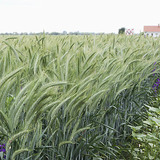 Улаан буудай