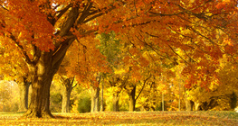 Намрын цэцэрлэгт хүрээлэн