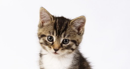 Муурын зулзага