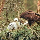 Ангаахайгаа хоолож буй сар шувуу