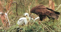 Ангаахайгаа хоолож буй сар шувуу