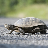 Европын нуурын яст мэлхий