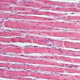 Булчингийн эд