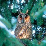 Эгэл шар шувуу