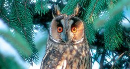 Эгэл шар шувуу