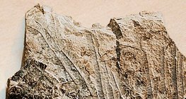 Чулуужсан олдвор бүхий далайн шохойн чулуу