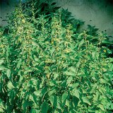 Халгайн бут