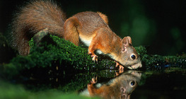 Ус ууж буй хэрэм