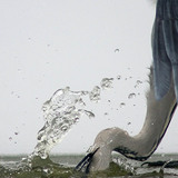 Загасчилж буй хөх дэглий