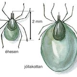 Kullancs méretei éhesen és jóllakottan