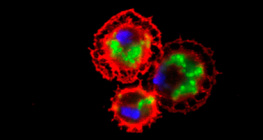 Дрозофилагийн цусны эсүүд (улаан) бактерийг залгиж байна (ногоон)