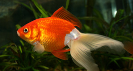 Алтан загас