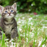 Муурын зулзага