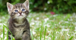 Муурын зулзага