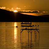 Жаргаж буй нар