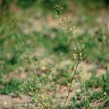 Эгэл гаймуу