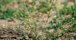 Эгэл гаймуу