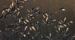 Зэрлэг нугаснууд