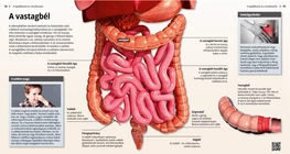 The Colon