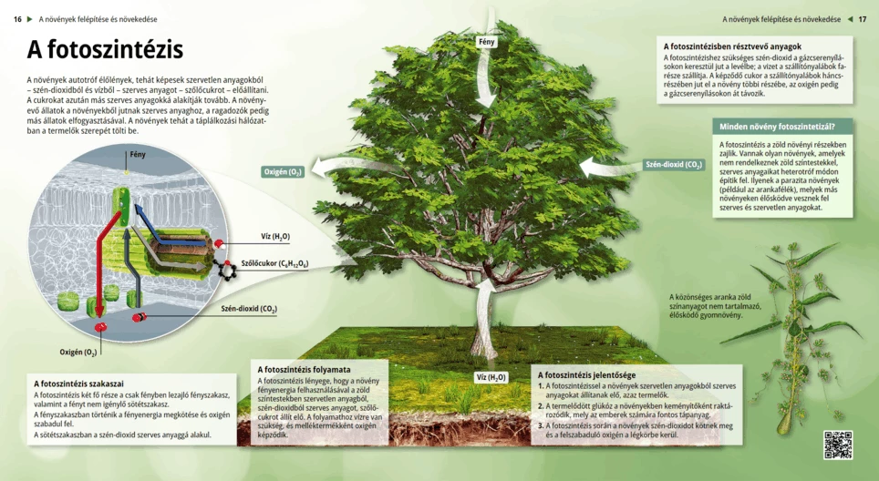 Photosynthesis