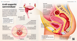 The Female Reproductive System