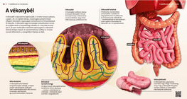 The Small Intestine