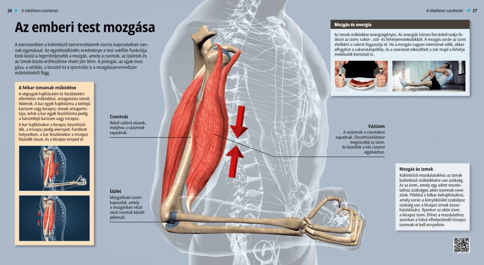 The Body’s Movements