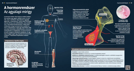 The Hormonal System – Pituitary gland