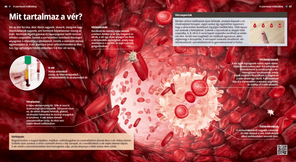 What Does Blood Consist of?