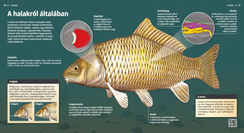 Fish: An Aquatic Assortment