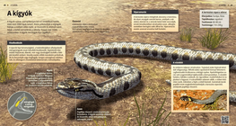 Snakes: Fang-tastic Creatures