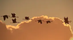 Шувууд хэрхэн нисдэг вэ? 3-р хэсэг