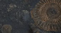 Амьд чулуужмал