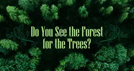 Do You See the Forest for the Trees?