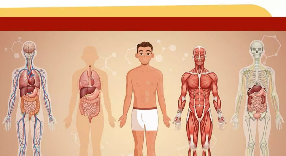Partes del cuerpo